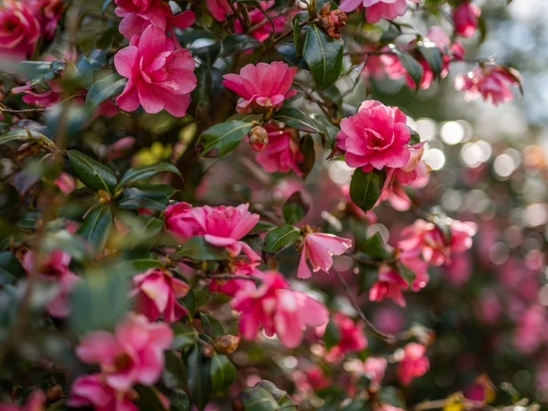 Rosenzucht & Baumschulen