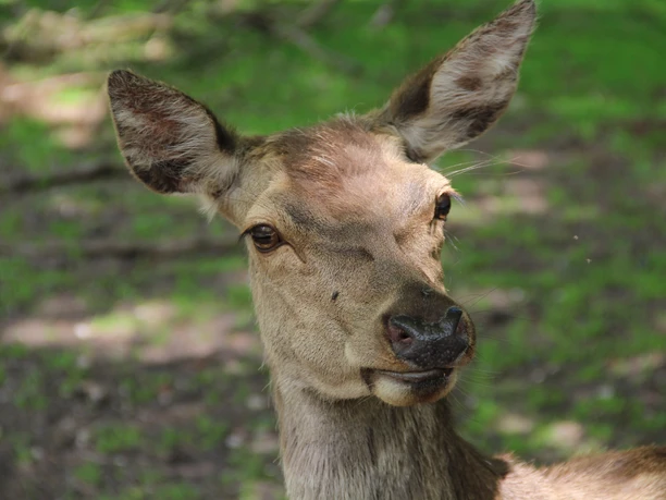 Reh im Wildpark Eekholt