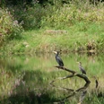 Tierwelt im Bergischen Zwei Kormorane sitzen auf einem Ast über einem ruhigen Teich, umgeben von üppigem Grün.