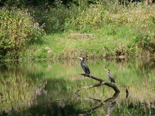Tierwelt im Bergischen Zwei Kormorane sitzen auf einem Ast über einem ruhigen Teich, umgeben von üppigem Grün.