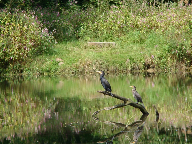 Tierwelt im Bergischen Zwei Kormorane sitzen auf einem Ast über einem ruhigen Teich, umgeben von üppigem Grün.
