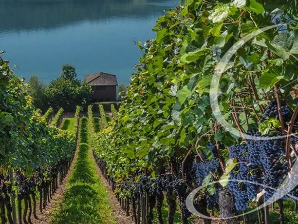 1200x1080_s0.00_weingut-lindenmann_rebberg-2.jpg