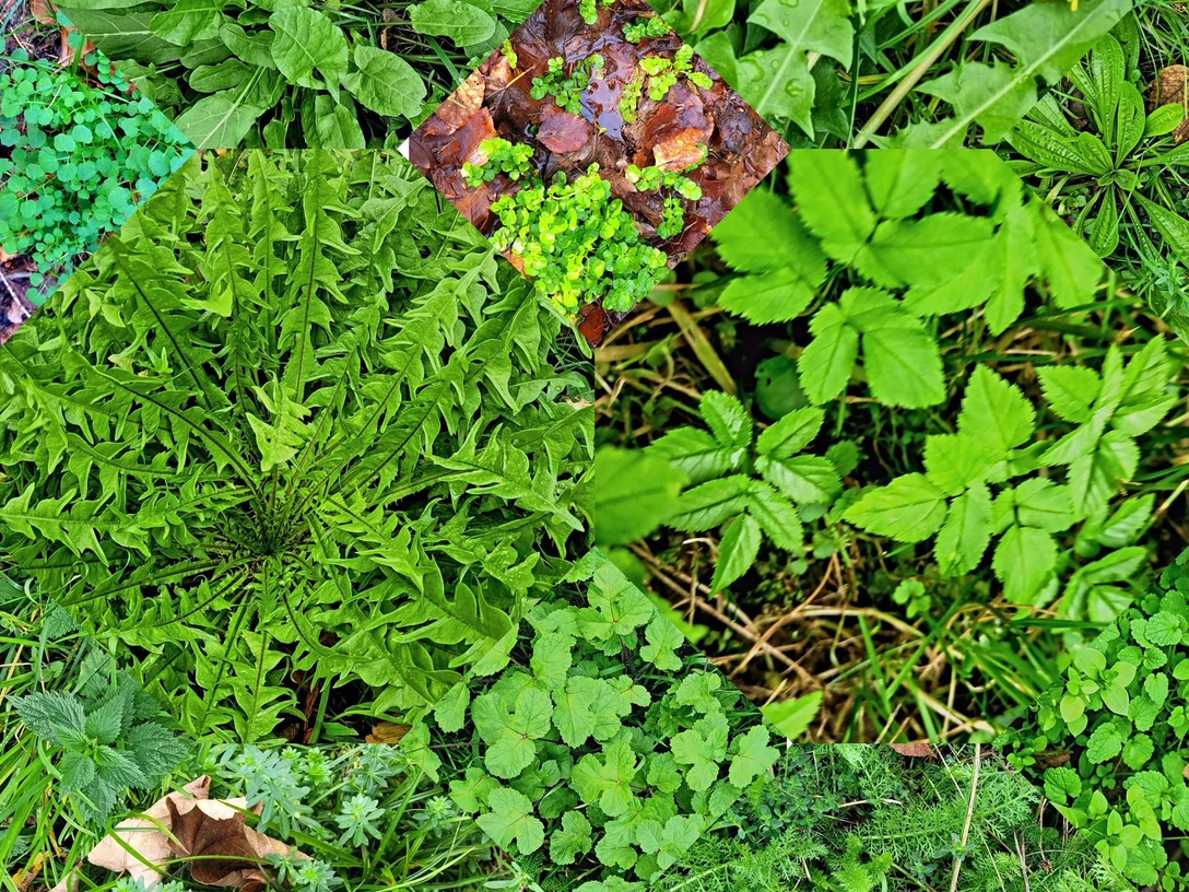 Frühlingskräuter-Mix