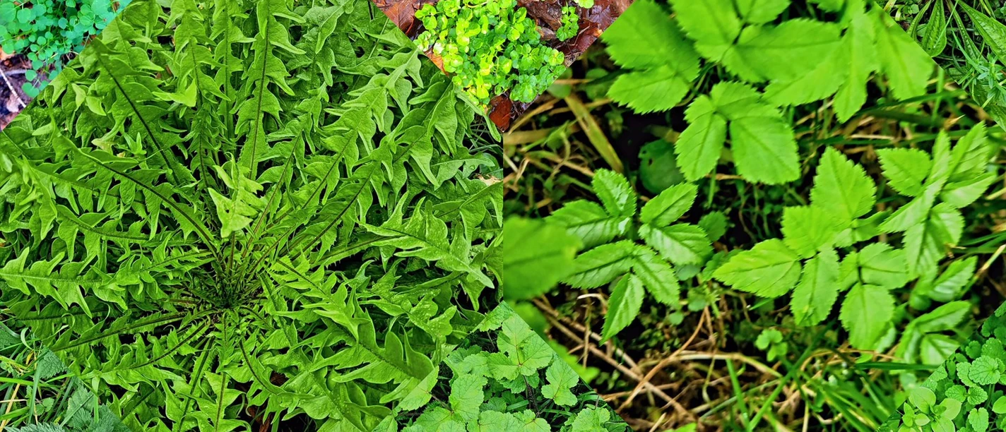 Frühlingskräuter-Mix