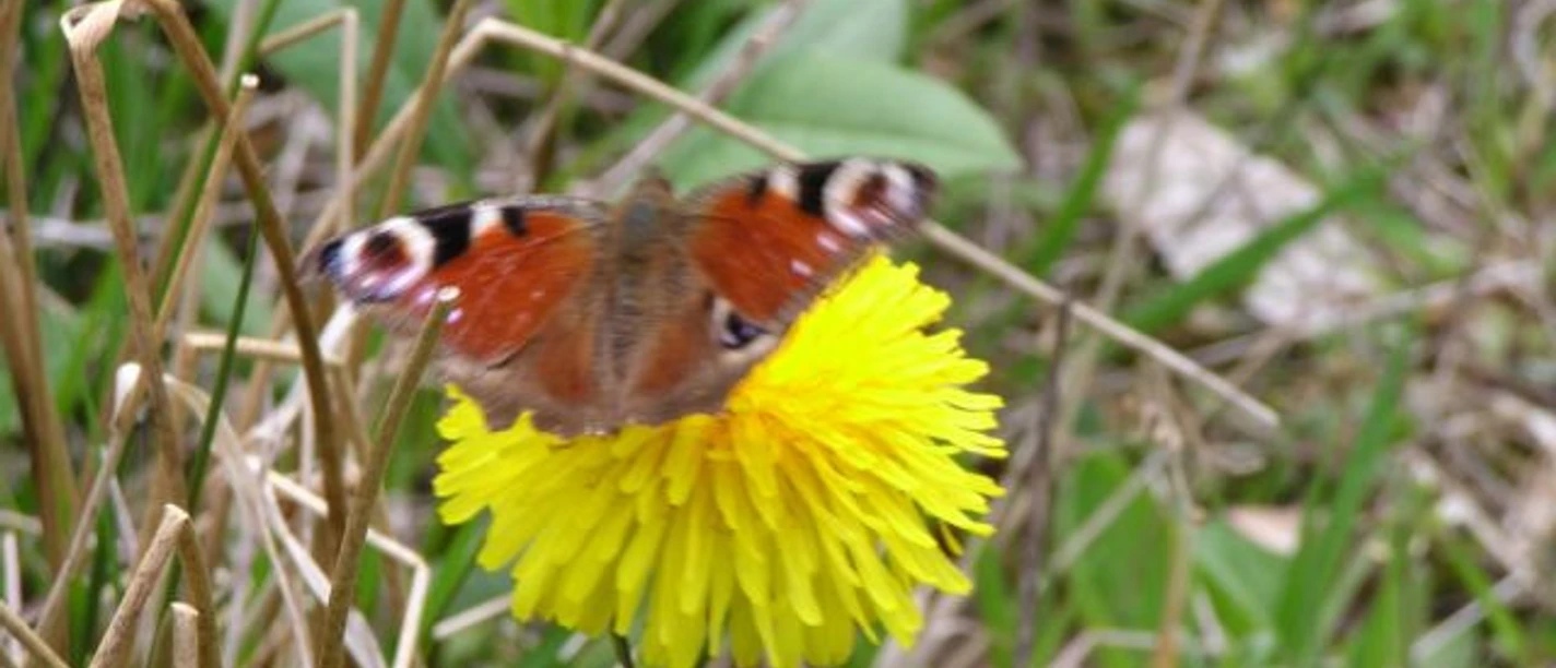 Löwenzahn mit Pfauenauge