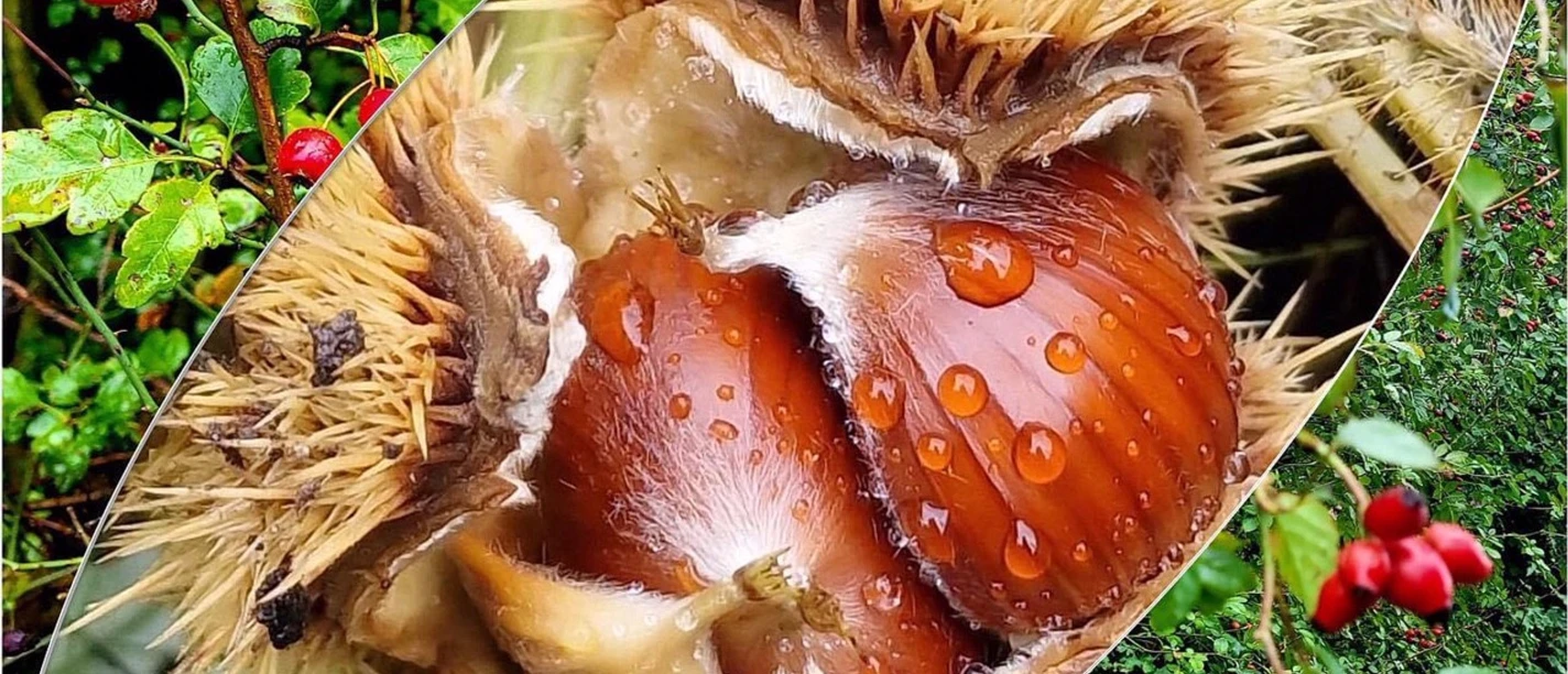 Esskastanie und andere Früchte des Herbstes