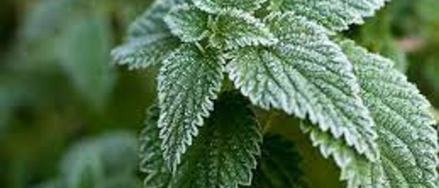 Wildkräuter im Winter