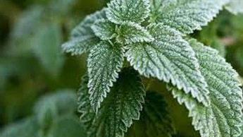 Wildkräuter im Winter