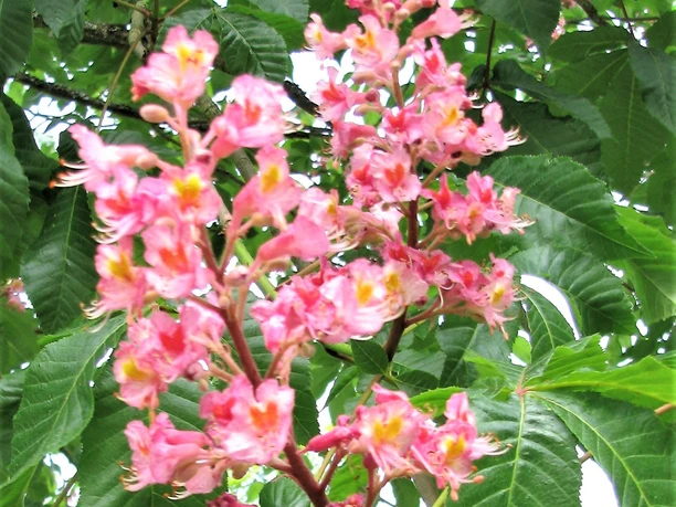 Kastanie Führung am 09.05.2025