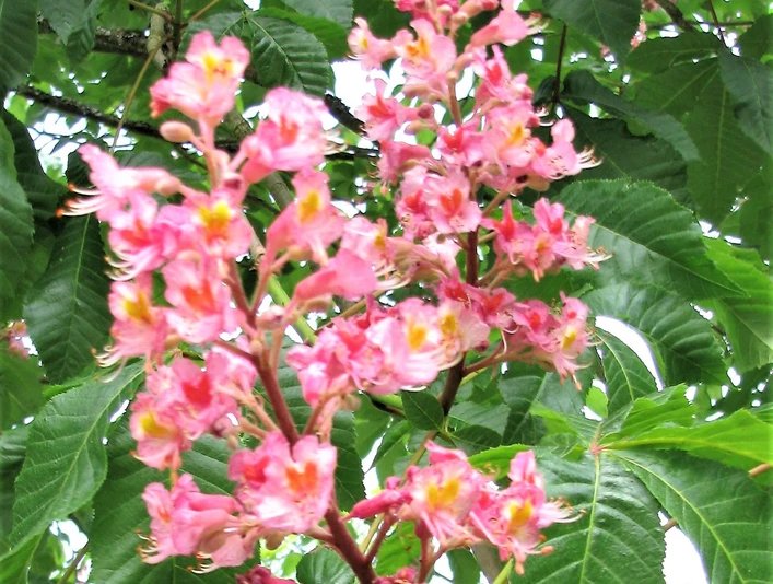 Kastanie Führung am 09.05.2025