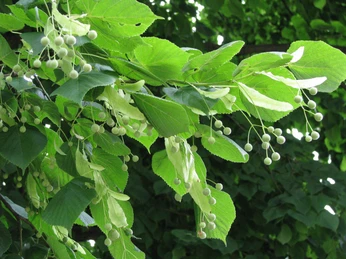 Silberlinde Führung 04.06.2025