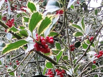 Ilex Führung am 18.10.2025