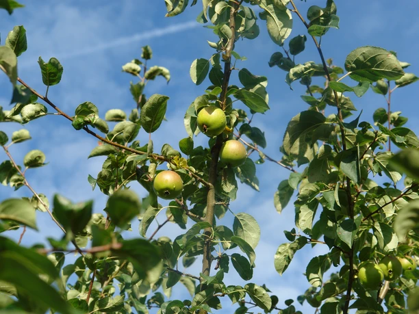 Baum des Jahres Apfel Wildapfel