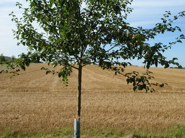 Baum des Jahres Wildapfel