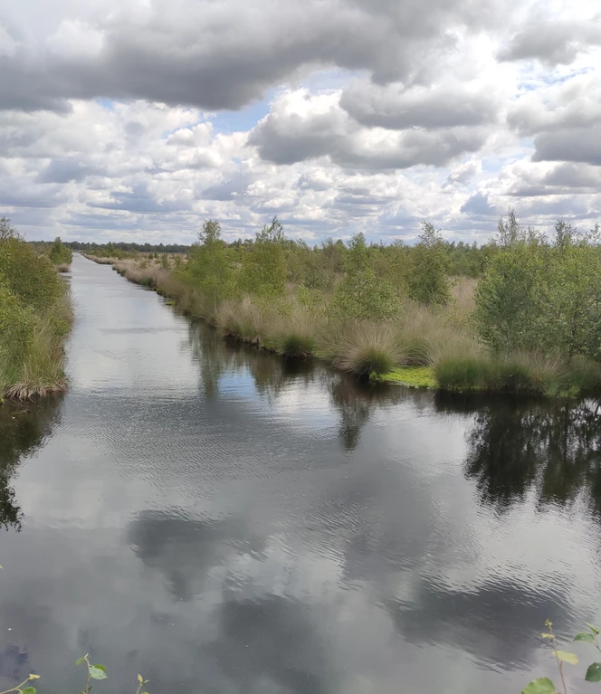 Blick über ein Moorgewässer mit spiegelnder Wasserfläche, umgeben von Gras und Birken unter Wolkenhimmel