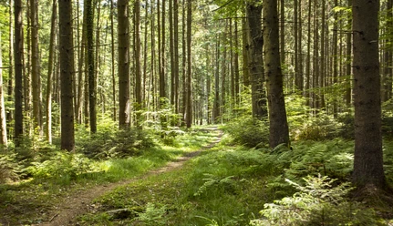 Streifzüge Rothtalblick Ein schmaler Waldweg schlängelt sich durch dicht stehende, hohe Bäume im Grünen.