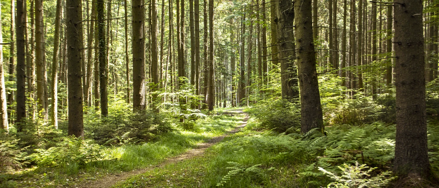 Streifzüge Rothtalblick Ein schmaler Waldweg schlängelt sich durch dicht stehende, hohe Bäume im Grünen.
