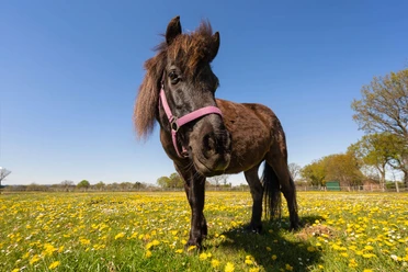 reiten-bad-zwischenahn.jpg