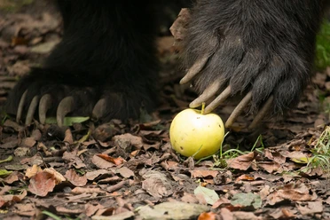 Barfussführung im Bärenpark Worbis Barfussführung im Bärenpark Worbis