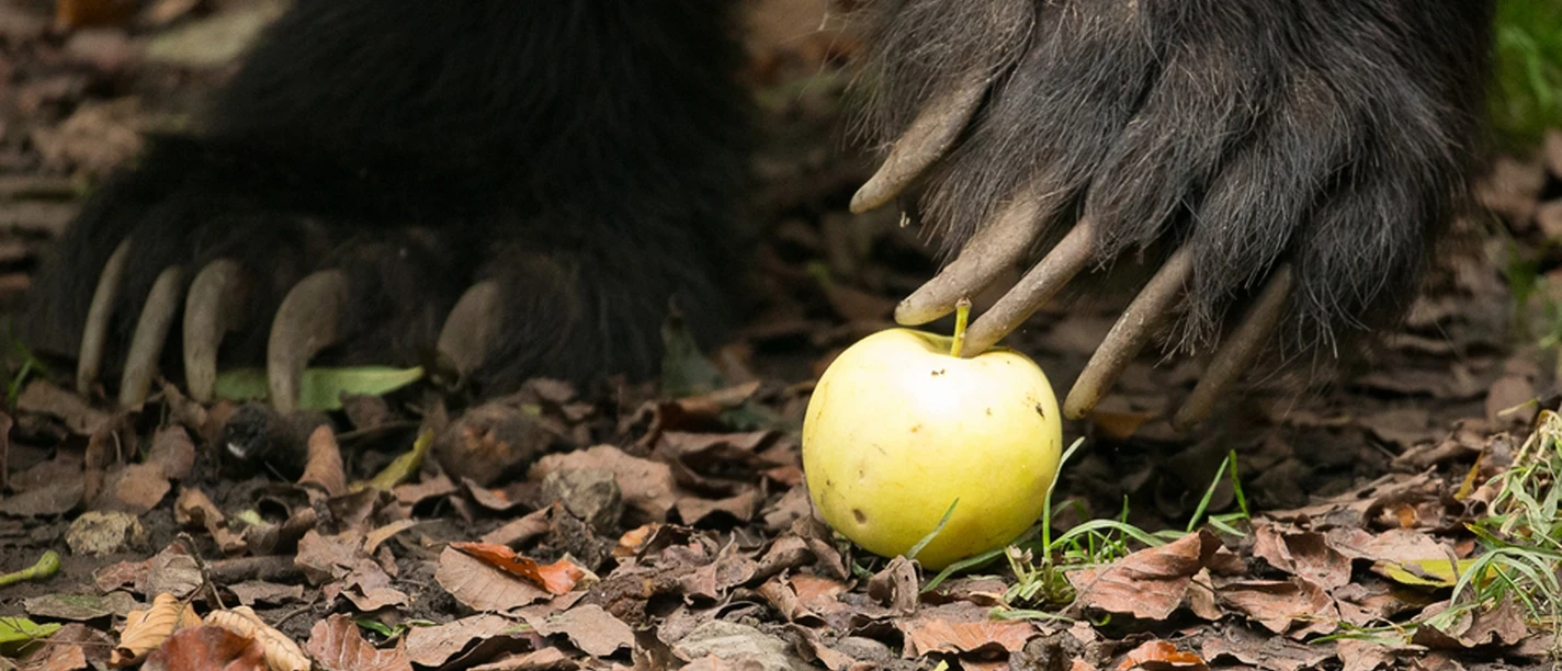 Barfussführung im Bärenpark Worbis Barfussführung im Bärenpark Worbis