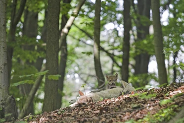 Ferienprogramm Wolf im Bärenpark Worbis