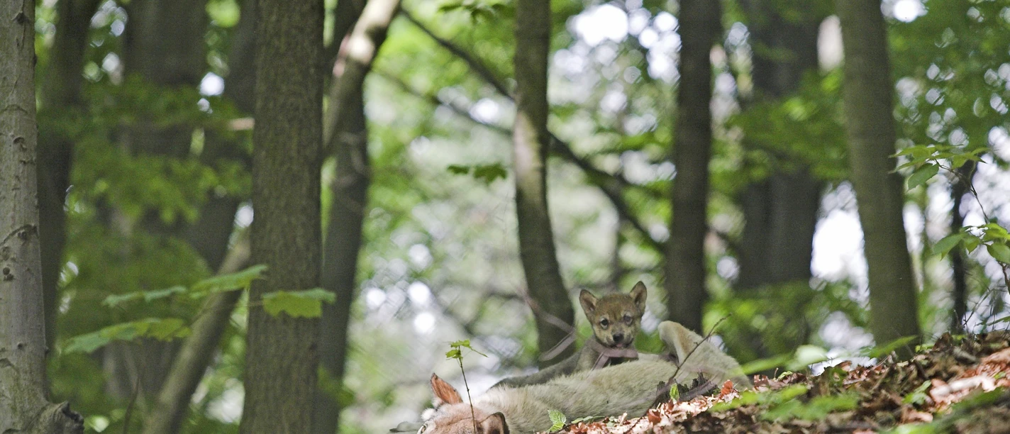 Ferienprogramm Wolf im Bärenpark Worbis Ferienprogramm Wolf im Bärenpark Worbis