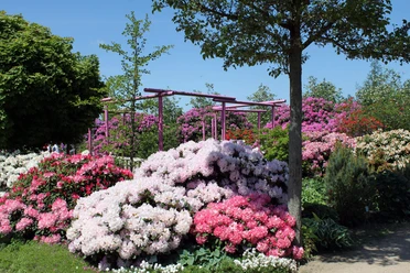 park-der-gaerten-rhododendronbluete.jpg