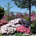 park-der-gaerten-rhododendronbluete.jpg