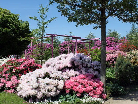 park-der-gaerten-rhododendronbluete.jpg