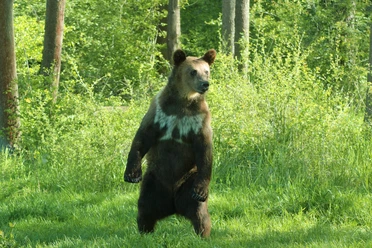Ferienprogramm Bär im Bärenpark Worbis Ferienprogramm Bär im Bärenpark Worbis