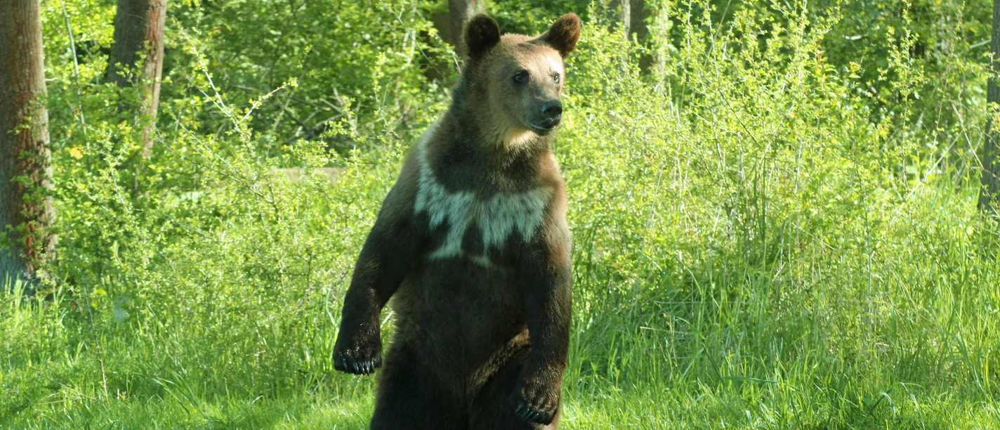 Ferienprogramm Bär im Bärenpark Worbis Ferienprogramm Bär im Bärenpark Worbis