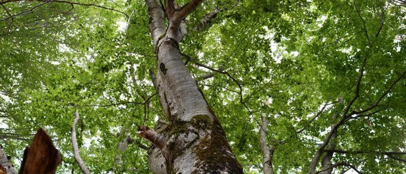 Spaziergang durch den Buchenwald Alpenwelt Karwendel - Kinderprogramm