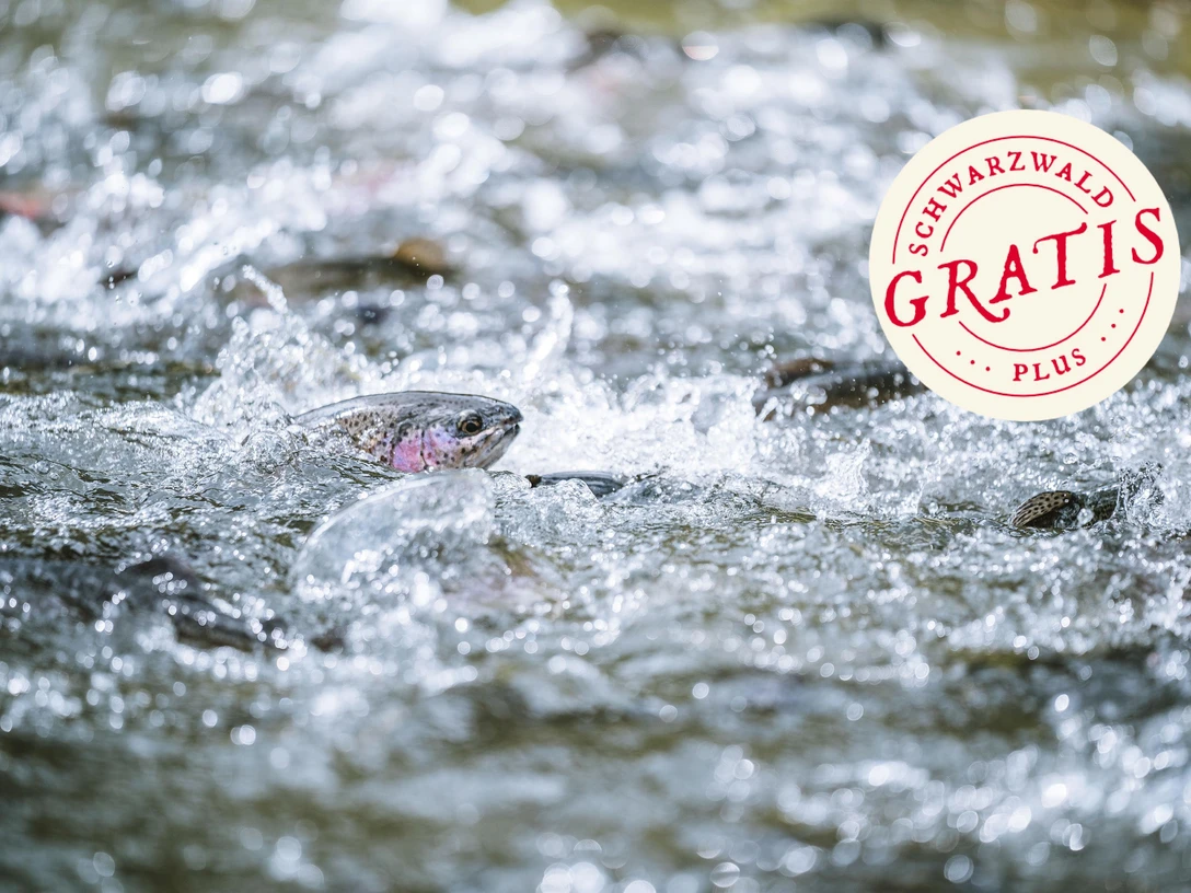 Naturerlebniswanderung Lachspfad