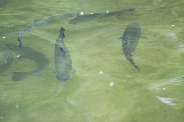 Forellenzentrum Naroda - Forellen im Wasser