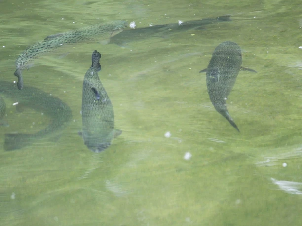 Forellenzentrum Naroda - Forellen im Wasser