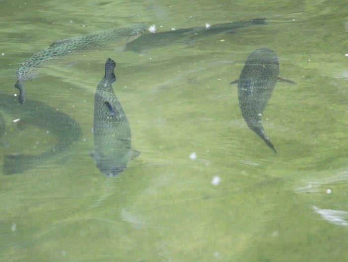 Forellenzentrum Naroda - Forellen im Wasser
