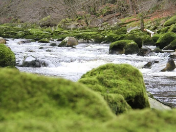 Flussdynamik an der Murg