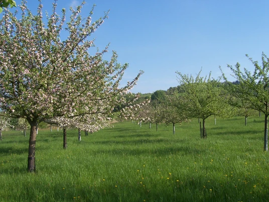 Streuobstwiese Kellerei Döhne