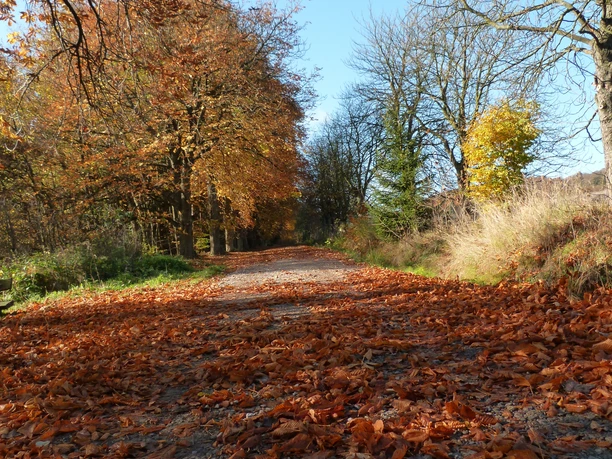 Kastanienallee