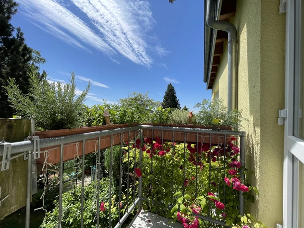 Ausblick Balkon mit üppigen Pflanzen und Blumen, darunter rote Rosen, vor blauem Himmel und Schleierwolken.