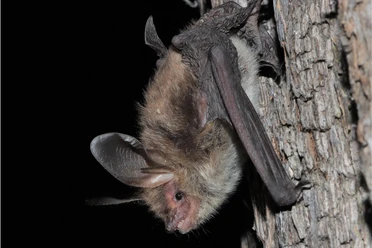Nacht der Fledermäuse im Bärenpark Worbis Nacht der Fledermäuse im Bärenpark Worbis