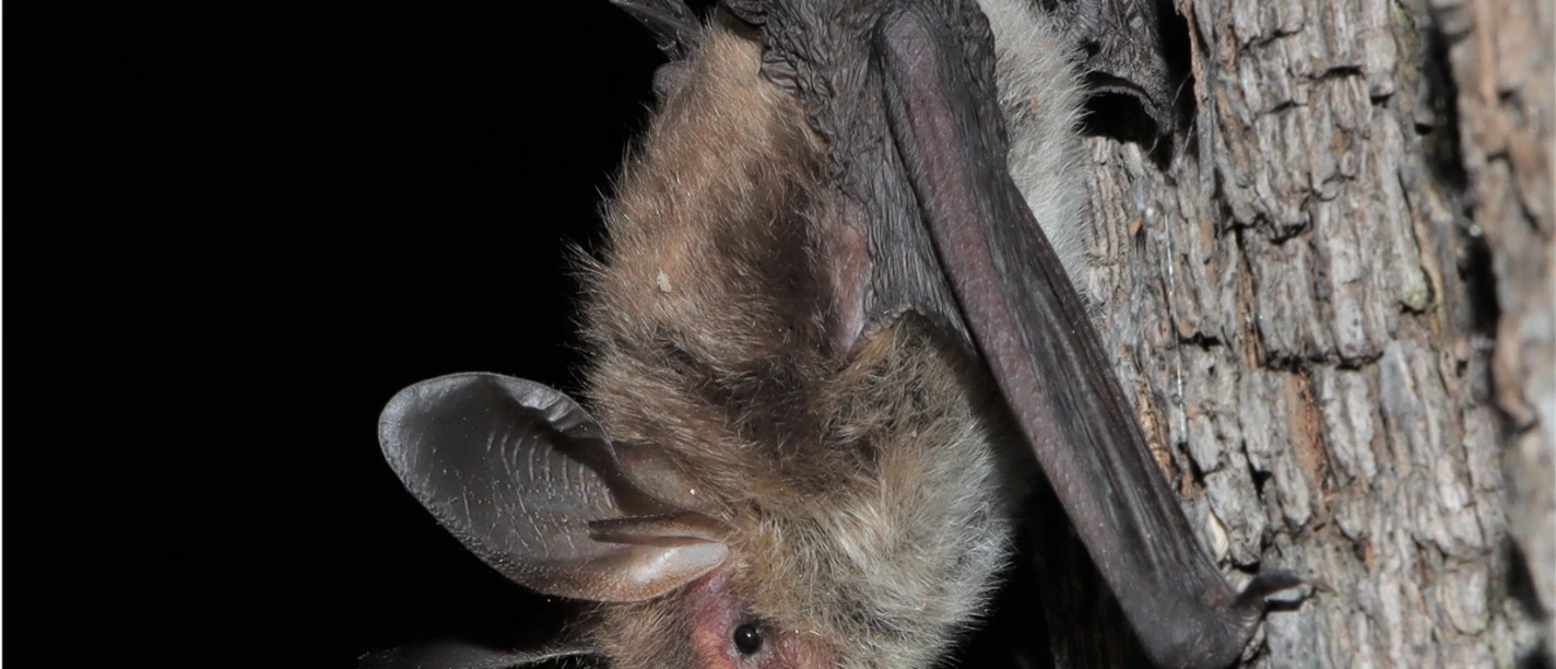 Nacht der Fledermäuse im Bärenpark Worbis Nacht der Fledermäuse im Bärenpark Worbis