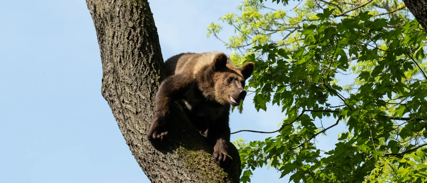 Kindertag im Bärenpark Worbis Kindertag im Bärenpark Worbis