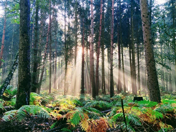 Sonnenstrahlen im Wald