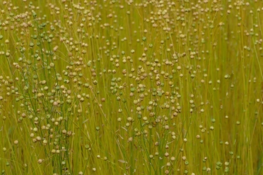 flax-7452576_1280.jpg