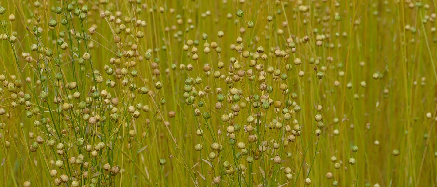 flax-7452576_1280.jpg