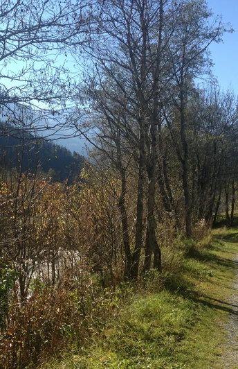 Rollstuhlweg Fiesch-Fieschertal