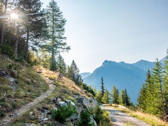 Im Hittuwald bei Simplon Dorf Richung Alpjerbidi