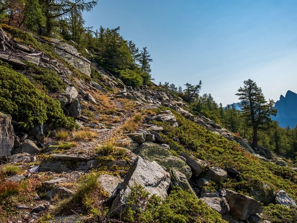 Hittuwald Richtung Alpjerbidi