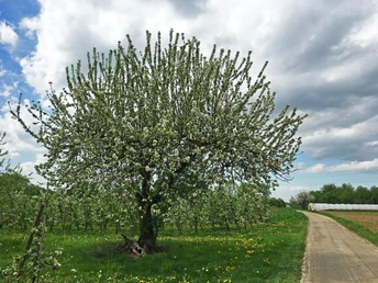 Obstbaum im Renchtal
